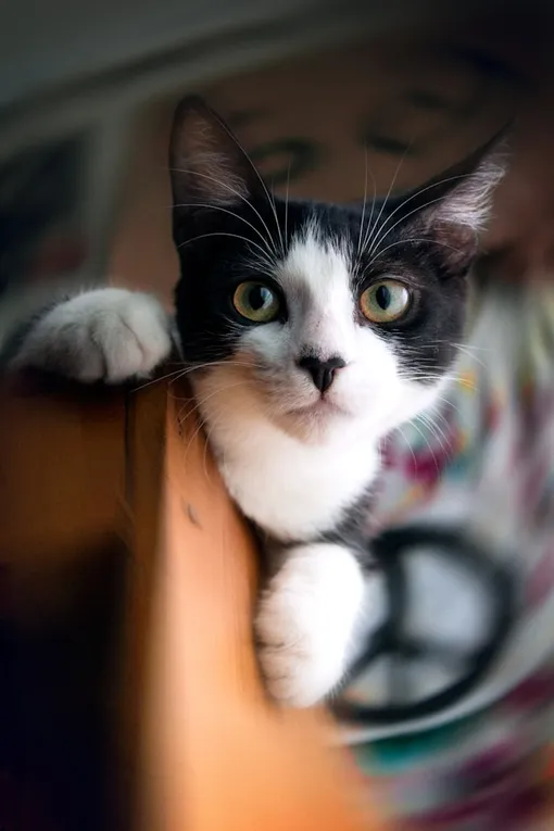 кот кот