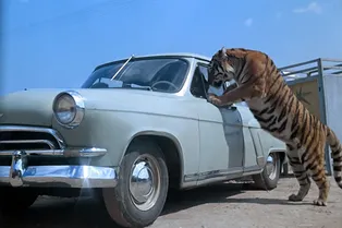 «Группа в полосатых костюмах»: проверьте, хорошо ли вы помните сюжет фильма «Полосатый рейс»!