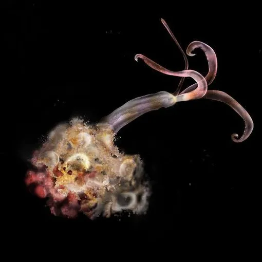 оседакс оседакс