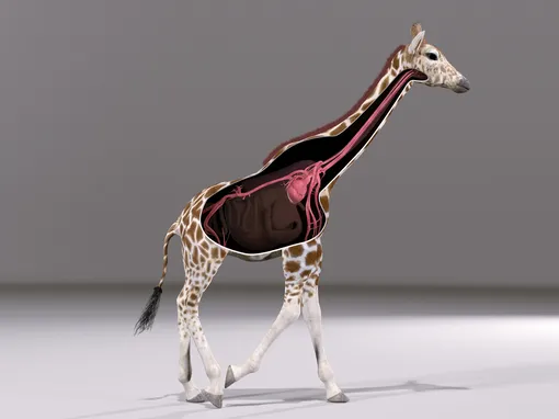 Анатомия жирафа: где расположен сердце