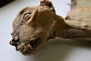 Мумии гепардов из Саудовской Аравии раскрыли историю исчезнувших хищников Аравийского полуострова