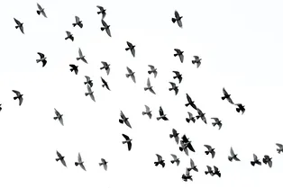 За последние 30 лет птицы чаще выбирают более холодные места Европы