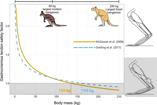Иллюстрация результатов предыдущих исследований, предполагающих ограничение размера 135–160 кг для прыжков у гигантских кенгуру, основанная на моделях масштабирования коэффициента безопасности икроножной мышцы у современных кенгуру. Но ископаемые кенгуру весом 250 кг все-таки могли прыгать.