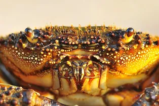 Как исцелить человека с помощью хитина краба: чудеса 3D-печати Как исцелить человека с помощью хитина краба: чудеса 3D-печати