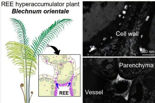 Ученые обнаружили папоротник, который выращивает редкоземельные металлы прямо в своих листьях