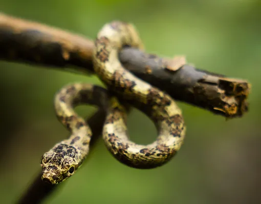 Змея на дереве