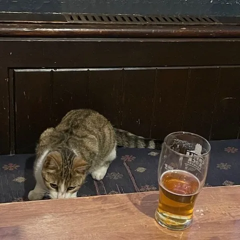 кот в баре кот в баре