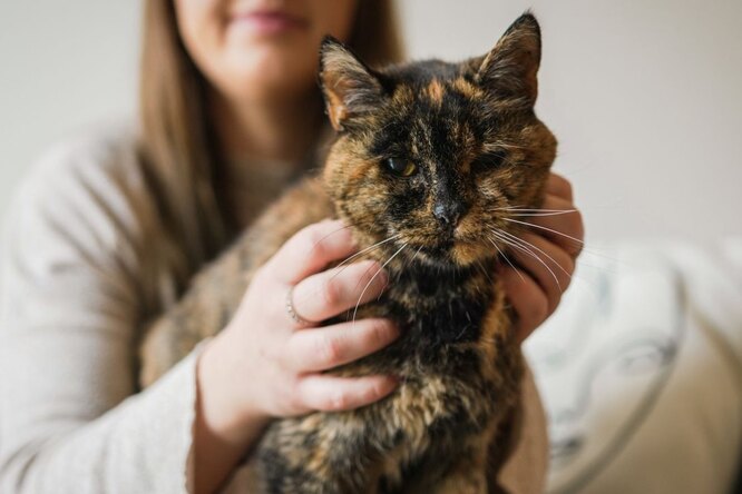 Книга рекордов Гиннесса назвала самую старую кошку из ныне живущих — ей 27 лет