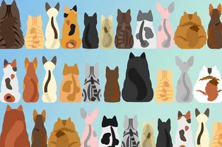 Увы! У этого кота нет хвоста. Вы его уже заметили? Увы! У этого кота нет хвоста. Вы его уже заметили?