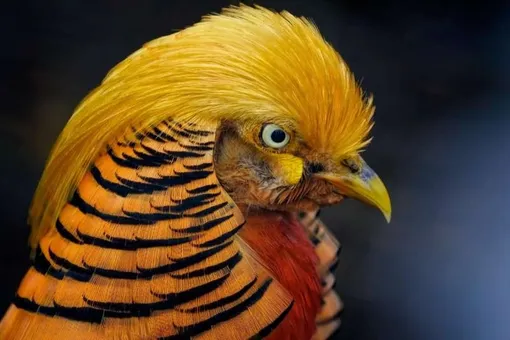 Как брачный наряд фазана мешает ему замечать опасность Как брачный наряд фазана мешает ему замечать опасность