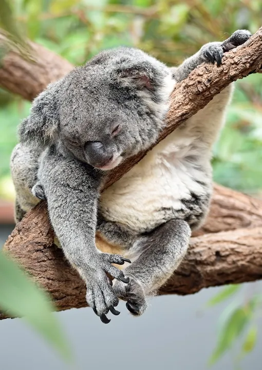 коала коала