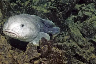 Почему глубоководные рыбы похожи на инопланетян? Почему глубоководные рыбы похожи на инопланетян?