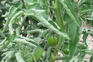 Почему скручиваются листья у томатов и как этого избежать: самые распространенные проблемы и пути их решения Почему скручиваются листья у томатов и как этого избежать: самые распространенные проблемы и пути их решения