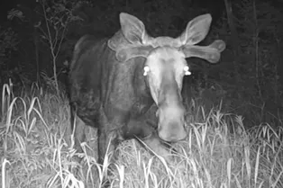На камеру впервые попали мотыльки, пьющие лосиные слезы На камеру впервые попали мотыльки, пьющие лосиные слезы