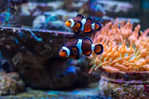 Интересно, что все рыбы-клоуны рождаются самцами. Они способны менять свой пол, но делают это только для того, чтобы стать доминирующей самкой в группе. Рыба-клоун