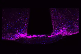 Как мозг игнорирует хроническую боль ради выживания