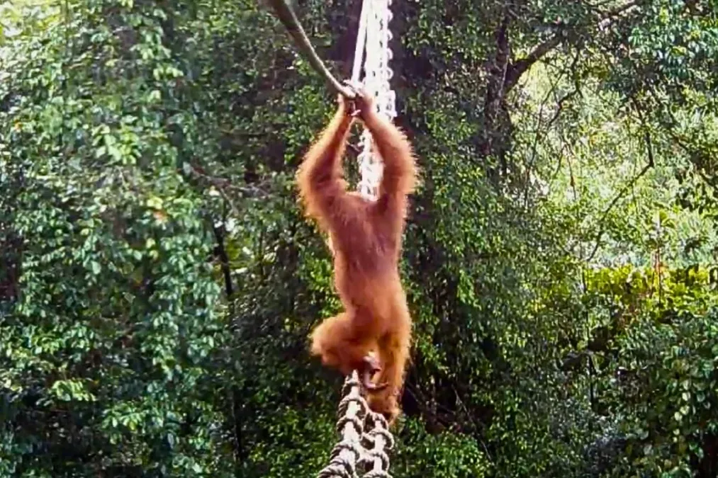 Орангутан впервые прошел по «воздушному мосту» над дорогой