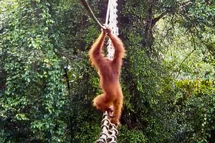 Орангутан впервые прошел по «воздушному мосту» над дорогой