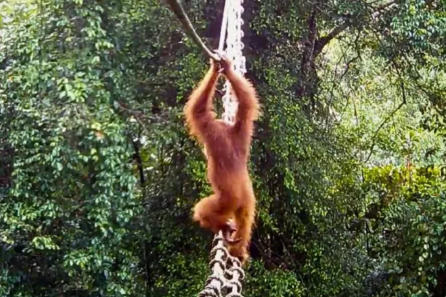 Орангутан впервые прошел по «воздушному мосту» над дорогой