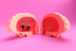 Внутричерепной строй: за что отвечают полушария мозга