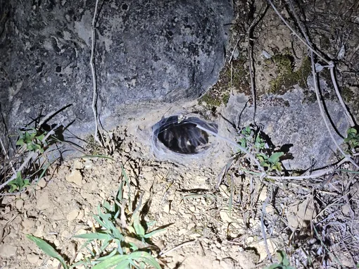 Satyrex ferox, самка, из Омана. Она тихая, когда спит. Satyrex ferox, самка, из Омана. Она тихая, когда спит.