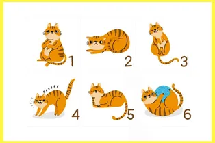 Выберите кошку и узнайте скрытые черты своего характера: тест на самопознание Выберите кошку и узнайте скрытые черты своего характера: тест на самопознание