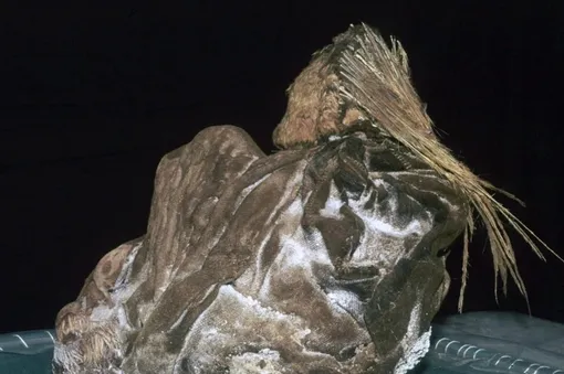 Одна из мумий