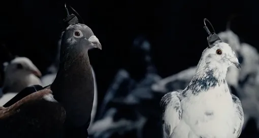 голуби-биодроны голуби-биодроны