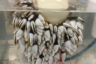 Ракушки помогут раскрыть загадку исчезновения малазийского «Боинга» Ракушки помогут раскрыть загадку исчезновения малазийского «Боинга»