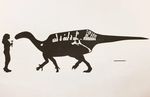 Istiorachis macarthurae Istiorachis macarthurae