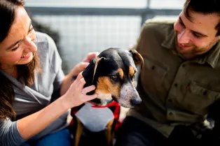 В Колумбии собаку признали «членом многовидовой семьи»