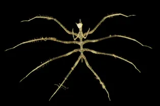 Под дном Тихого океана нашли сотни новых видов животных