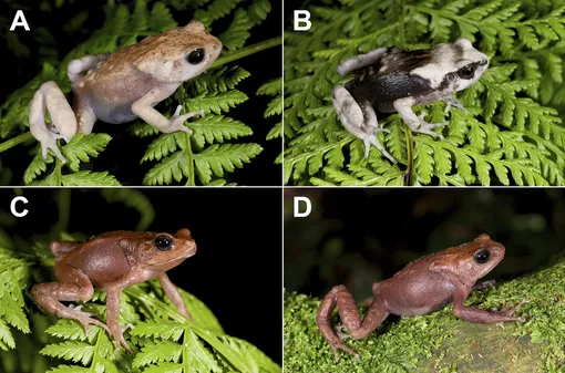 живородящие жабы живородящие жабы