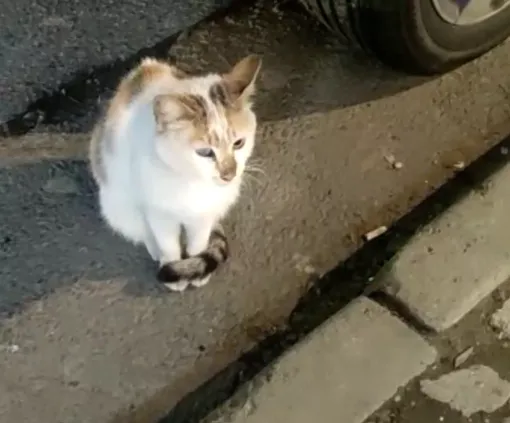 Милый кот оказался настоящим воришкой! кот