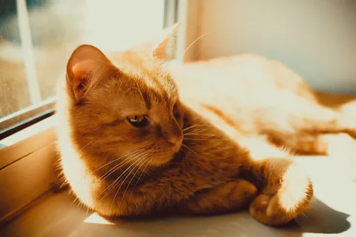 Рыжий кот Рыжий кот