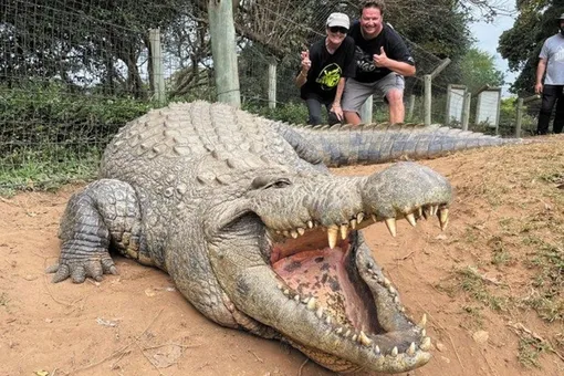 На фото — крокодил Генри. Он пережил две мировые войны и в 2025 году отпраздновал свой 125-й юбилей. За все эти годы жизни он подарил Южной Африке около 10 тысяч потомков! Крокодил Генри