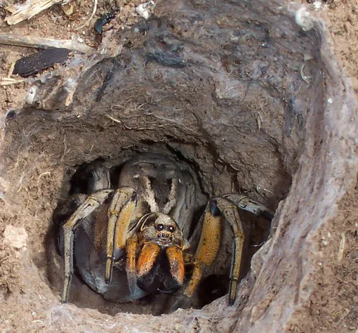 Паук-волк (Lycosidae) Паук-волк (Lycosidae)