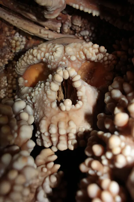 Череп неандертальца из Альтамуры (южная Италия), покрытый кальцитом. Череп неандертальца из Альтамуры (южная Италия), покрытый кальцитом.