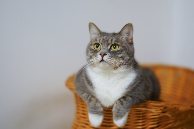Коты хорошо приживаются в семьях с детьми с аутизмом Коты хорошо приживаются в семьях с детьми с аутизмом