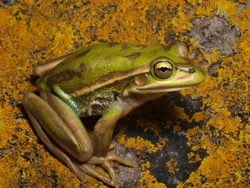 Litoria (Ranoidea) aurea Litoria (Ranoidea) aurea