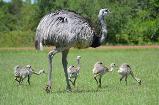Ответственные родители: 5 самцов из мира дикой природы, которые посвящают себя детям Ответственные родители: 5 самцов из мира дикой природы, которые посвящают себя детям
