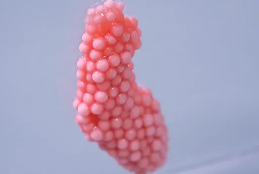 Кладка яиц улитки Кладка яиц улитки