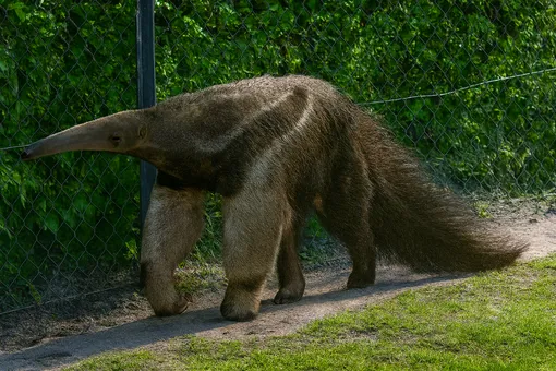 Южный тамандуа имеет язык длинной 40см, но не имеет никаких зубов Южный тамандуа имеет язык длинной 40см, но не имеет никаких зубов