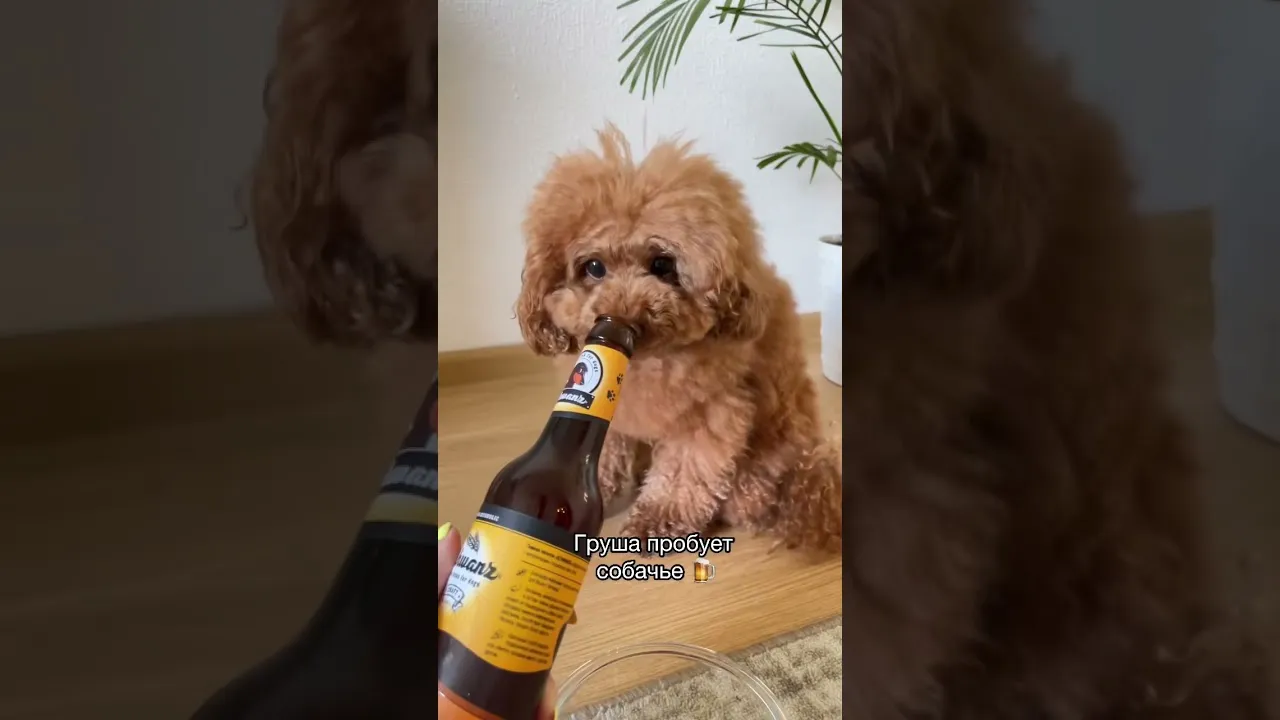 Нажми и смотри