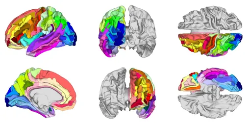 Генетические ассоциации с LBAG (коэффициент, означающий отличие Локального возраста мозга от хронологического возраста) для левого полушария. Карта коры головного мозга, на которой левая кора обозначена цветовой кодировкой в соответствии с отдельными анатомическими областями. Цвета указывают на области коры, в которых каждая SNP (однонуклеотидная замена) демонстрирует наиболее сильную ассоциацию с LBAG.
