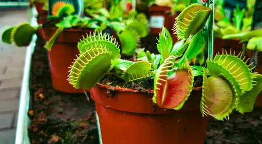 венерина мухоловка фото дионея хищные растения ловушка