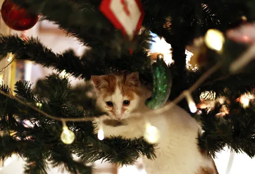 Котенок в елке