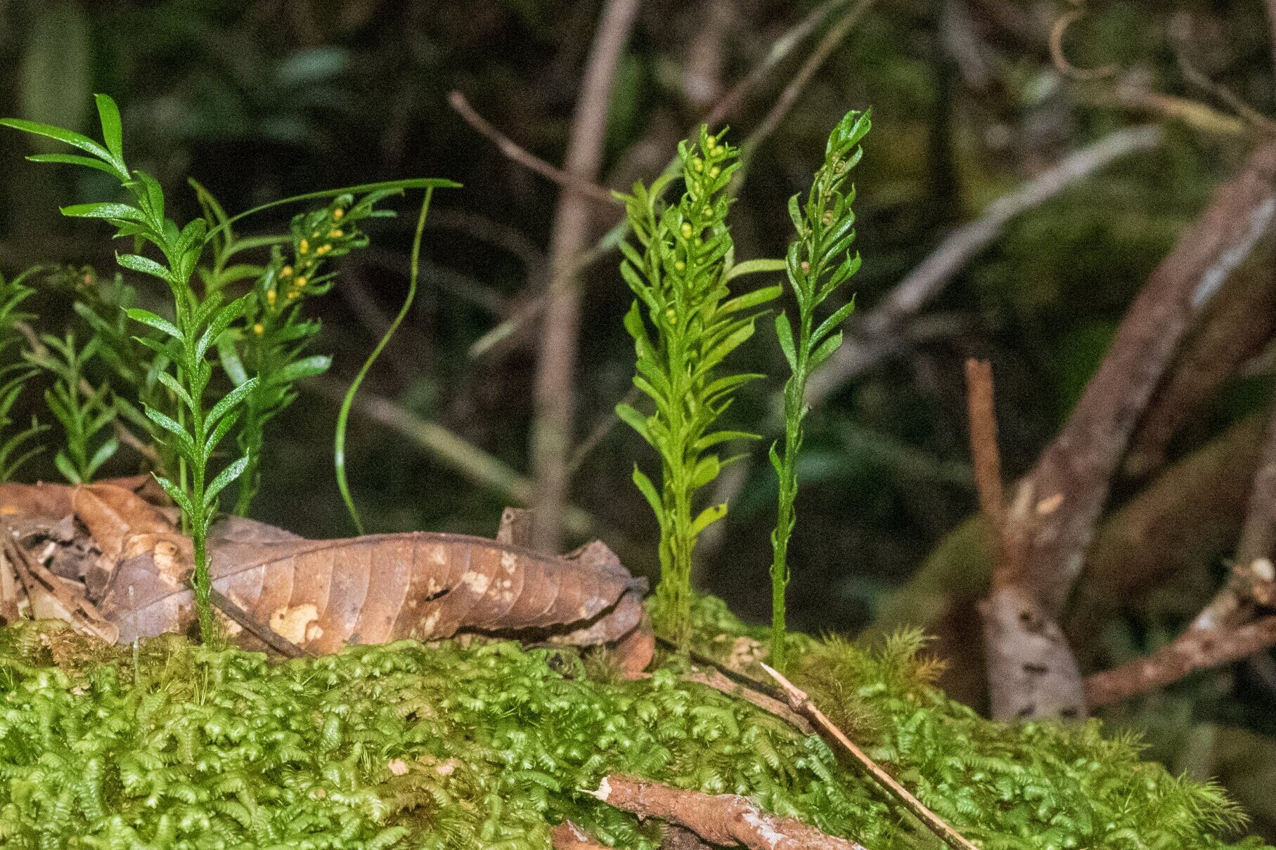 Үлкен сиськи порно онлайн көру