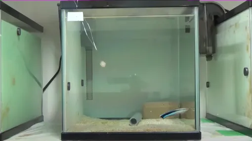 Рыба и зеркало