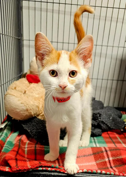 спасенный котенок спасенный котенок
